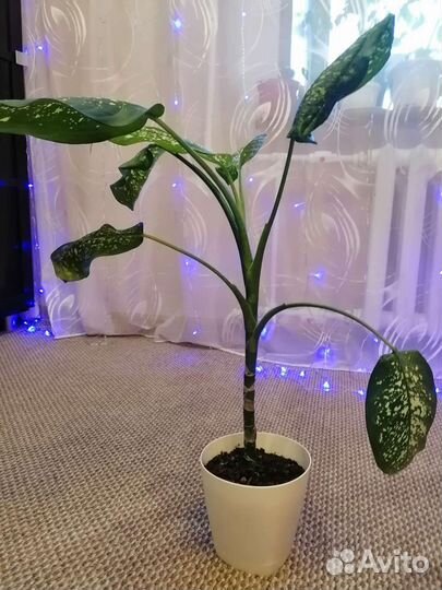 Диффенбахия