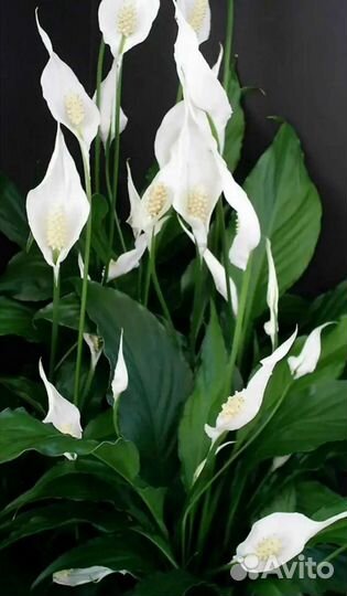 Спатифиллум (