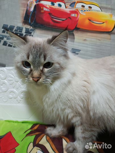 Невская маскарадная кошка