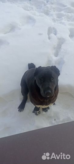 Алабай чистокровный, породистый