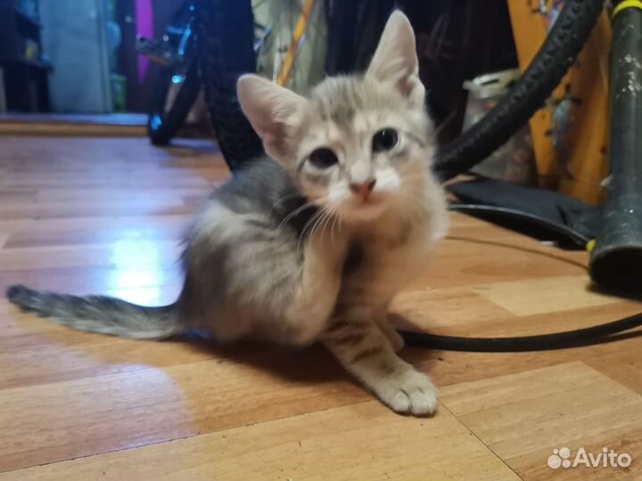 Котенок Оцикет