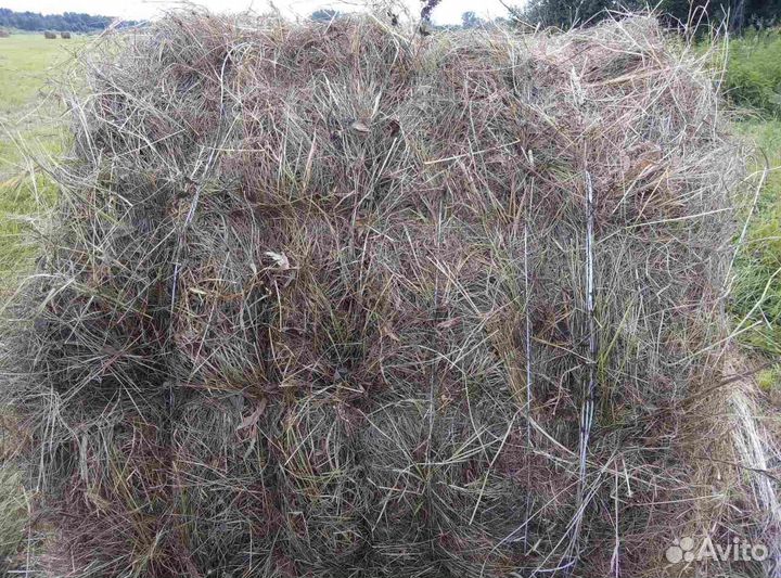 Сено остравное в рулонах