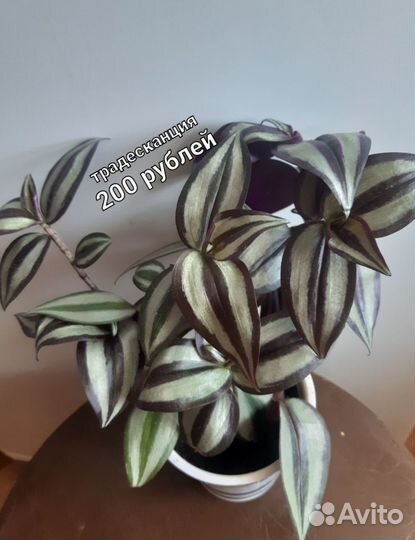 Традесканция