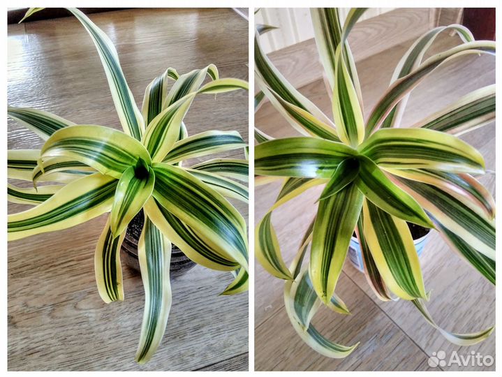 Драцена Песня Индии,драцена Маргината