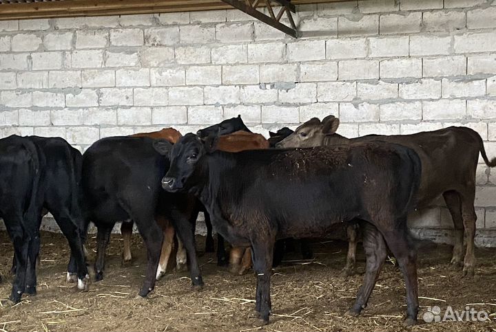 Продаются телки