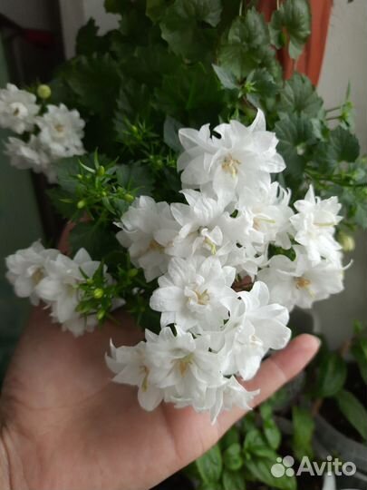 Кампанула махровая невеста