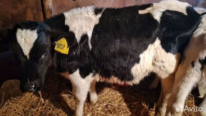 Телята(бычки,тёлки)
