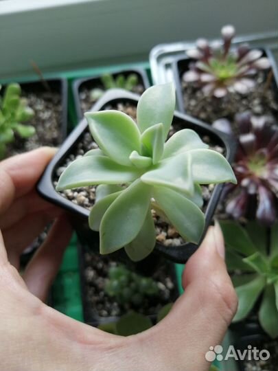 Суккуленты