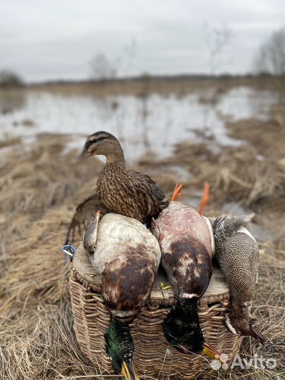 Подсадные утки