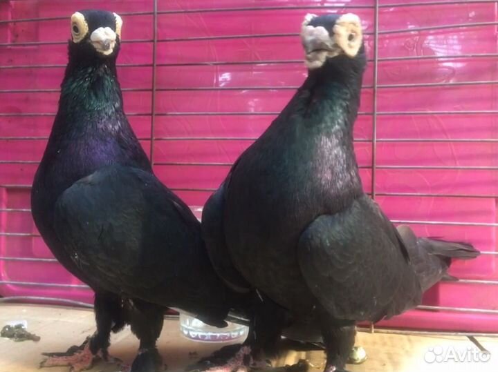 Голубь короткоклювый