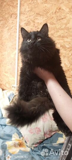 Коты бесплатно