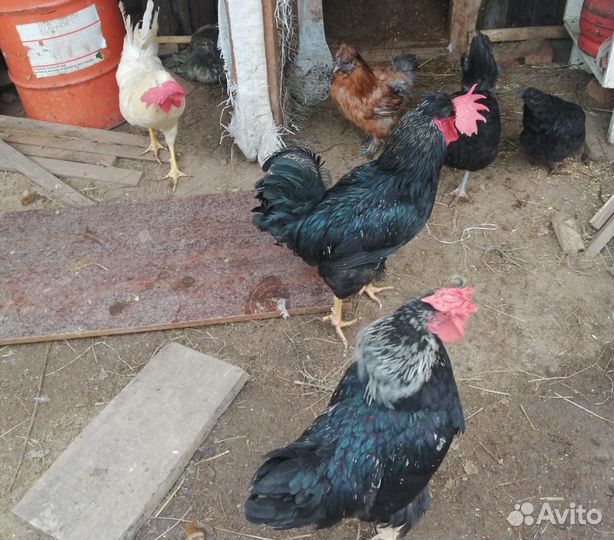 Молодые петухи