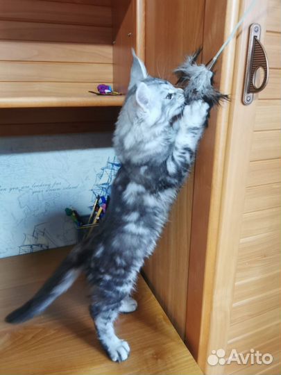 Котята мейн-кун
