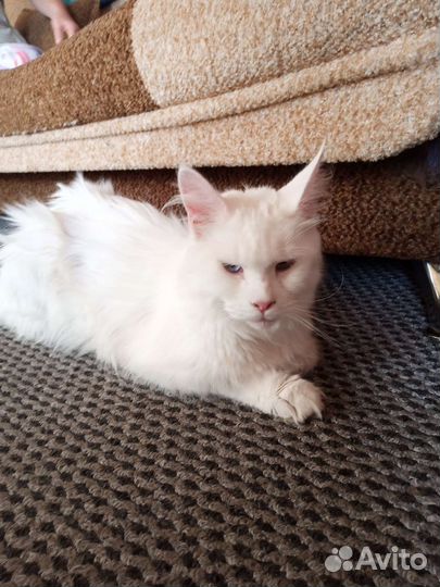 Отдаем котят