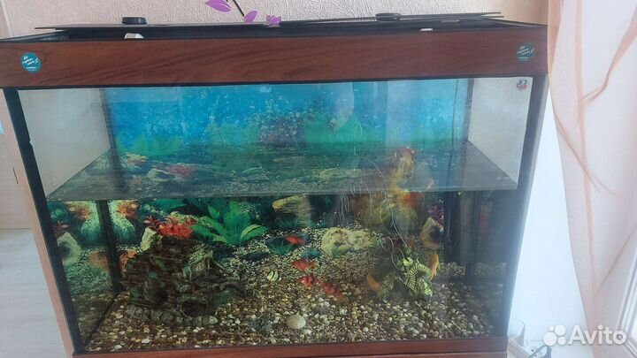 Аквариум с рыбками