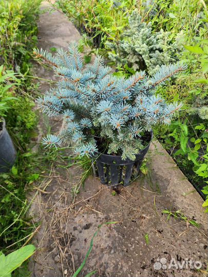 Ель голубая Глаука глобоза