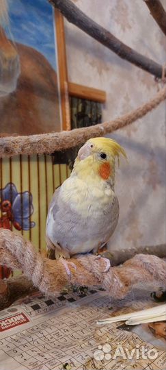 Два попугая корелла с клеткой