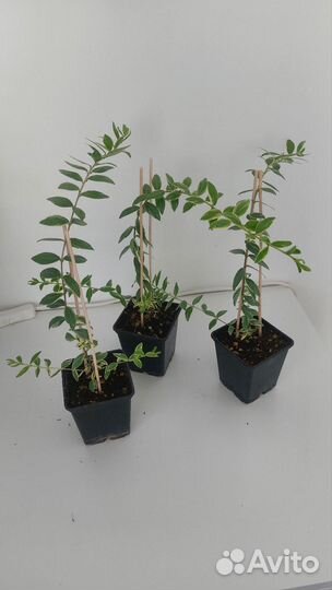 Мирт вариегатный