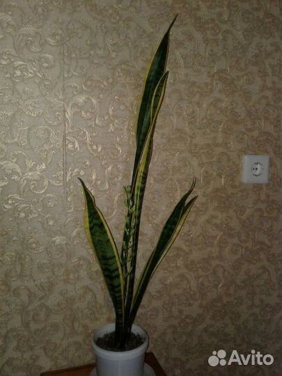 Щучий хвост Сансевиерия