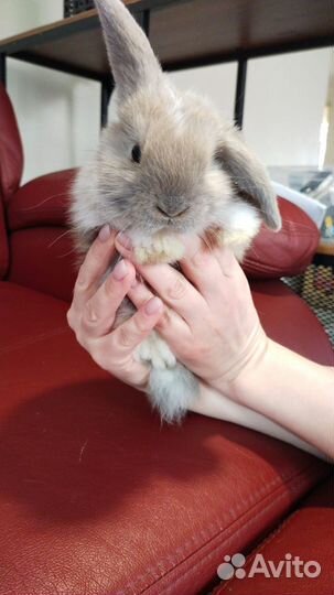 Декоративные крольчата вислоухие