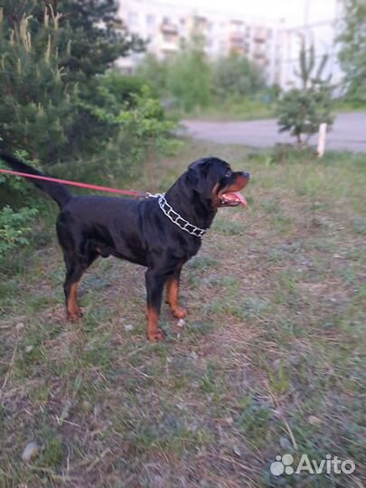 Вязка ротвейлера