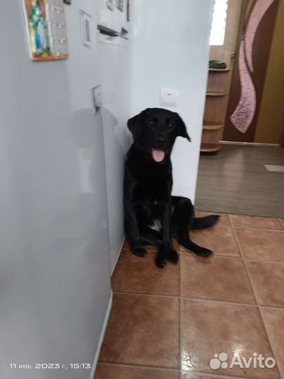 Отдам лабрадора в добрые руки