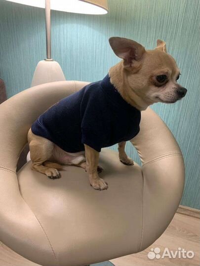 Одежда для животных