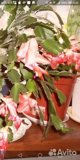 Цветы декабристы