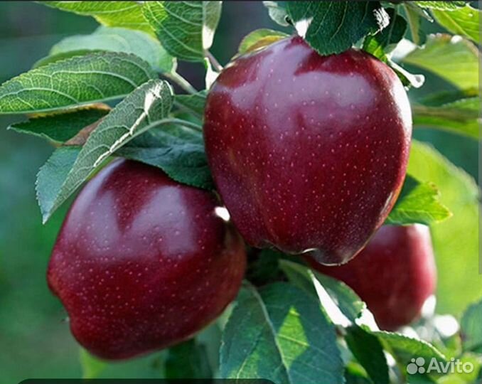 Саженцы яблони
