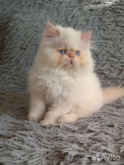Персидские котята