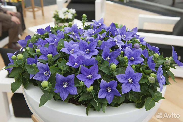 Платикодон