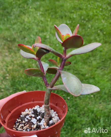 Крассула Hummels sunset денежное дерево