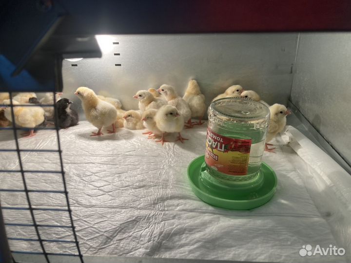 Цыплята породистых кур Адлерская серебристая