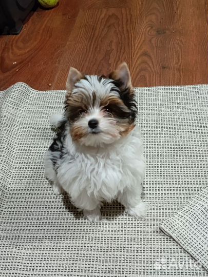 Щенки бивера