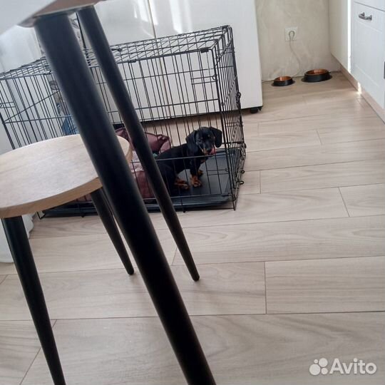 Карликовая такса щенки