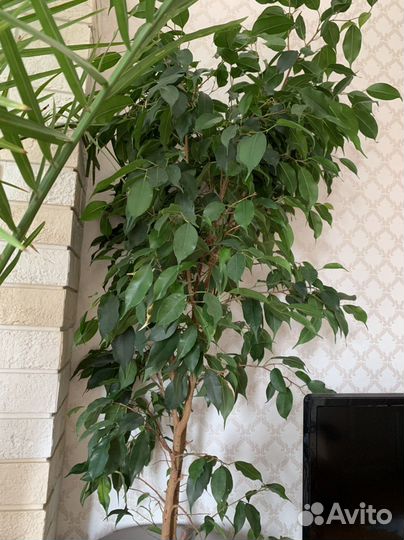 Бенджамина