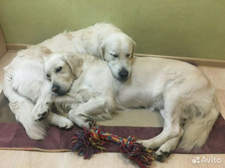 Кинолог/Социализация/Коррекция/Передержка