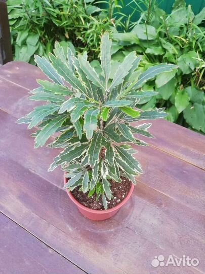 Комнатные растения