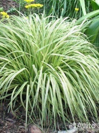 Молиния голубая variegata