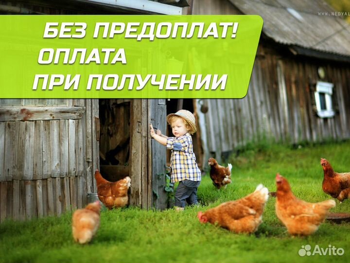 Куры несушки