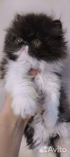 Персидские котята экзоты