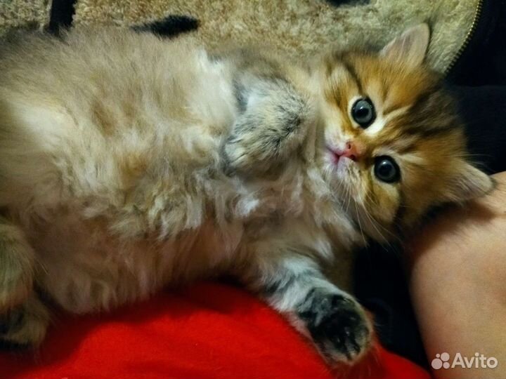 Британская кошка