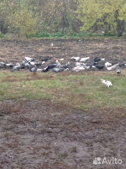 Продажа николаевских голубей