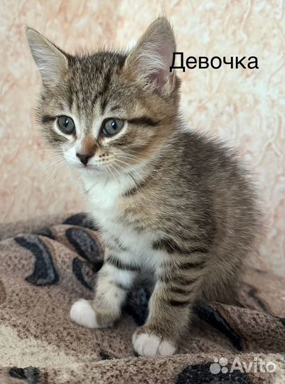 Котята в добрые руки бесплатно