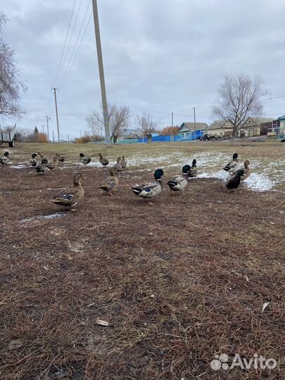 Подсадные утки