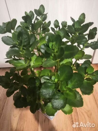 Каланхоэ цветущий