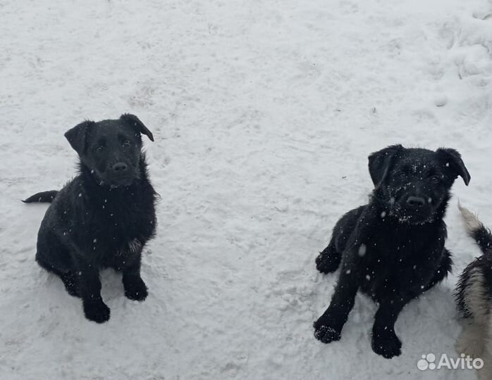 Щенки