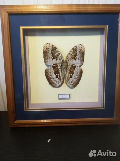 Коллекция бабочек
