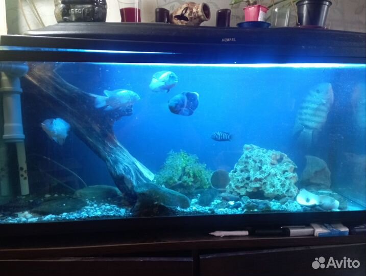 Аквариумные рыбки. Цихлиды