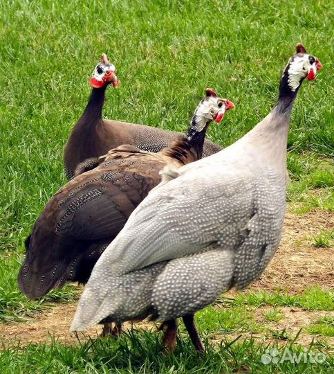 Цесарята,инкубационное яйцо